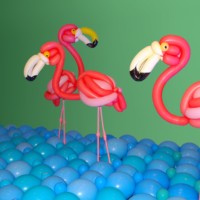 Flamingos